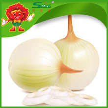 Factory Direct Supply of organic yellow onions